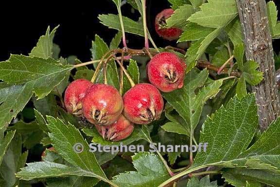 crataegus pinnatifida 5 graphic